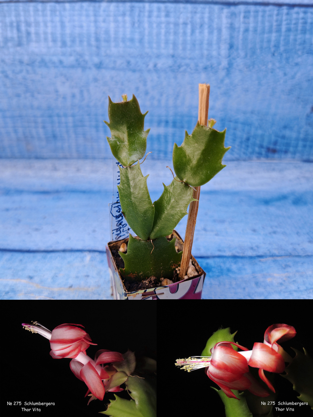 Schlumbergera cv. Thor Vita (Шлюмбергера)