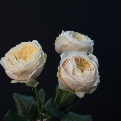 Роза кустовая пионовидная Darlington 60см