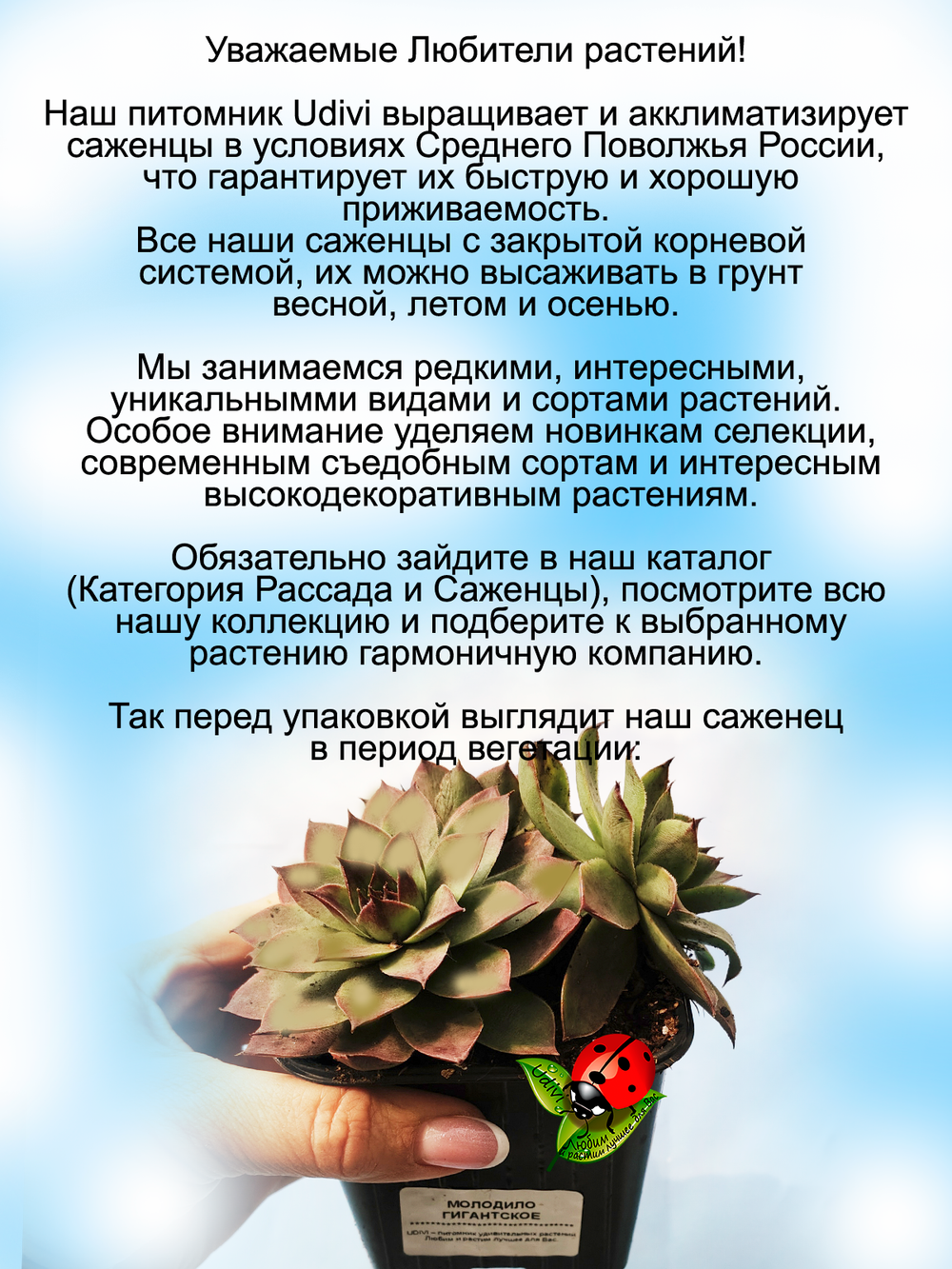 Молодило гигантское каменная роза многолетник