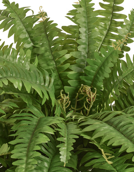 Папоротник Бостон Новый свисающий Биг