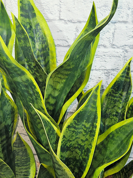 Щучий хвост зеленый 60см в кашпо Лофт Лодка Средняя