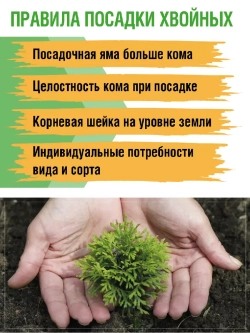 Туя саженец западная Еллоу риббон хвойные