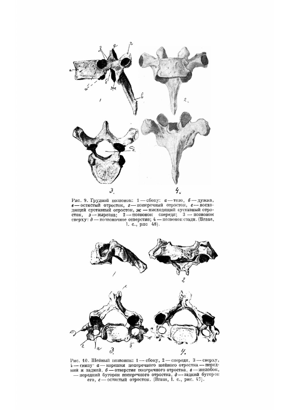Руководство по анатомии человека. Частный отдел костной системы и соединений костей osteologa et syndesmologa | Лесгафт Петр Францевич