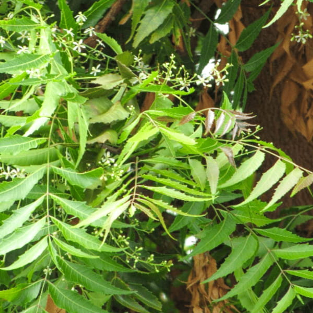 Ним – Azadirachta indica