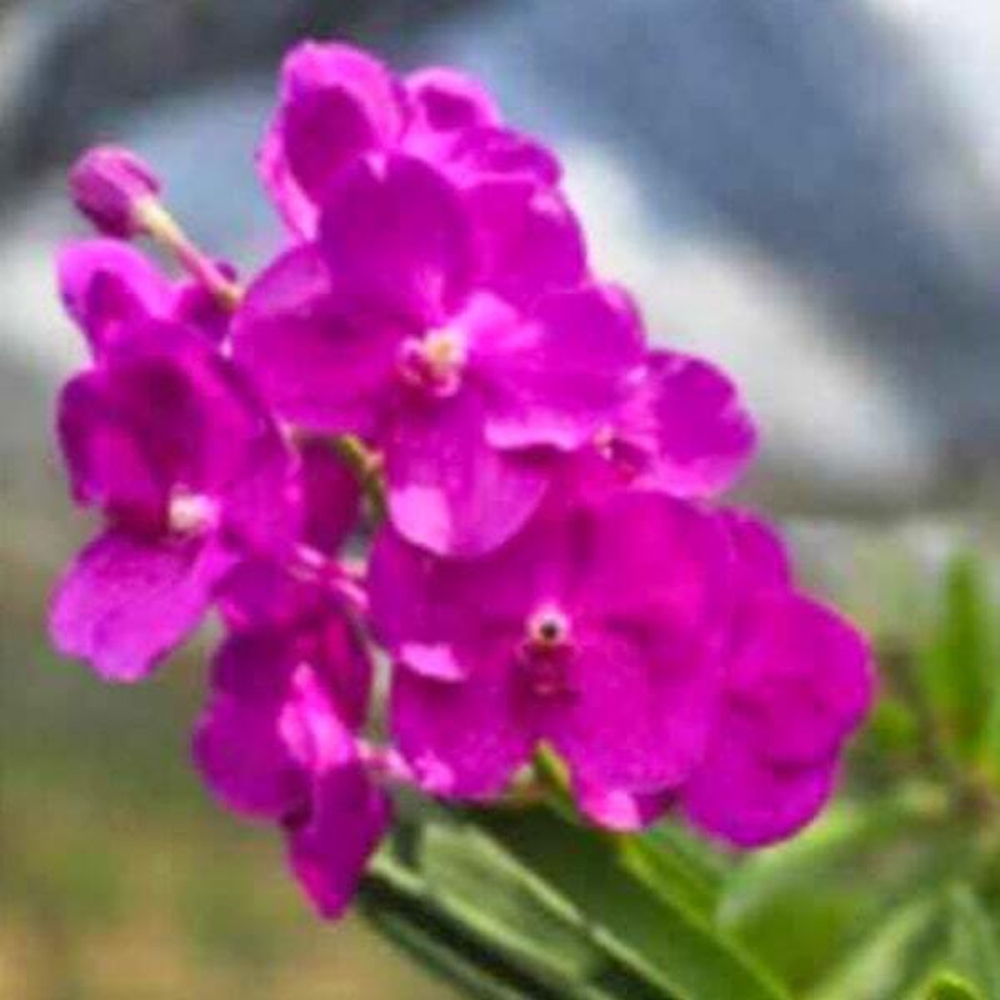 Ванда V ADISAK PINK