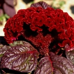 Целозия Императрица гребенчатая Ц Поиск