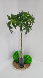 Пахира / Арт 3075