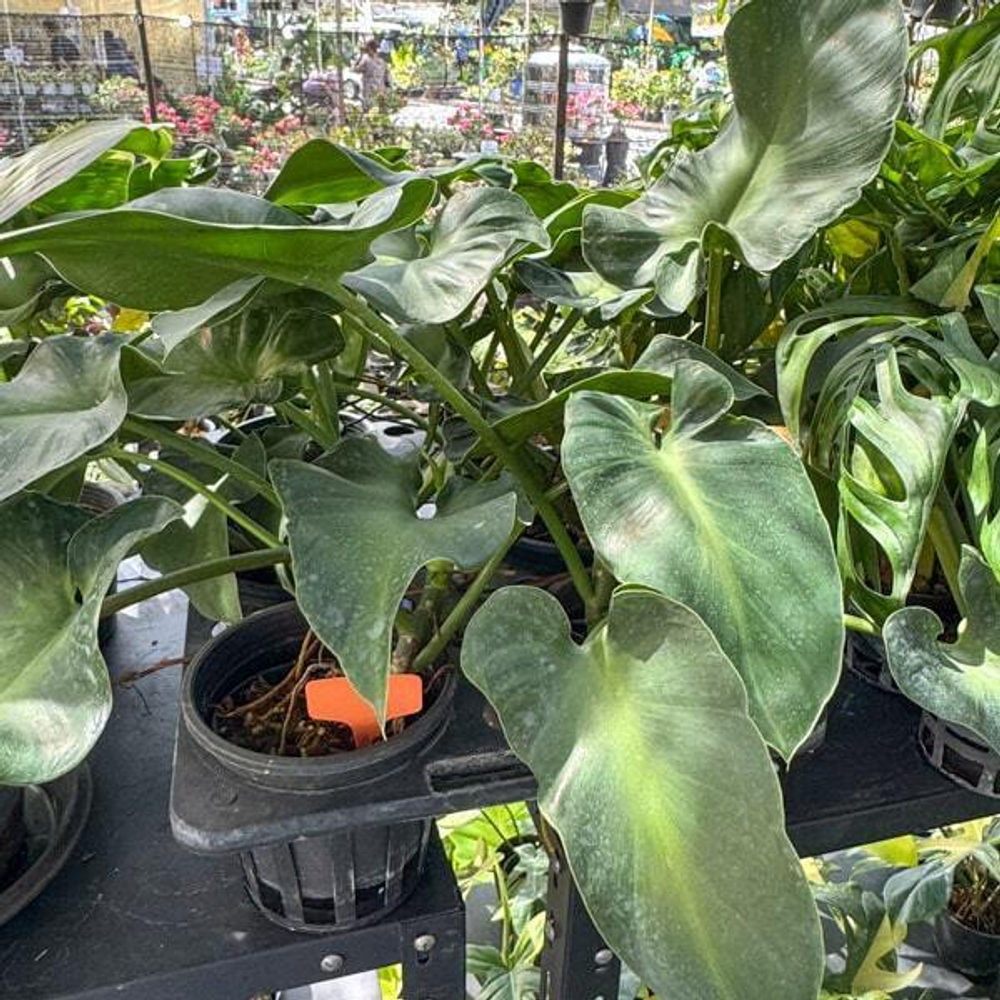 Филодендрон ROGUSUM ABERRANT FORM