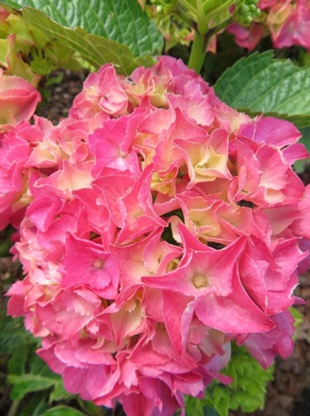 Rebelion Pink Love (Ребелион Пинк Лав) Р12 Европа 2026