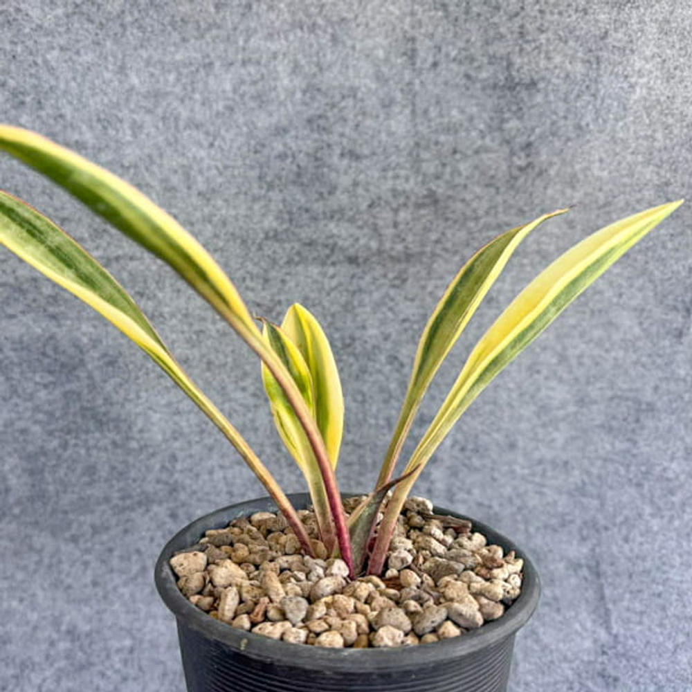 Сансевиерия SUDWALLA CAVES VAR