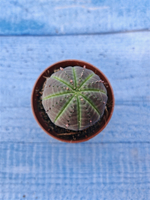 Euphorbia Obesa (Эуфорбия)