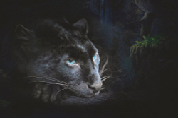 Коллекция Животные