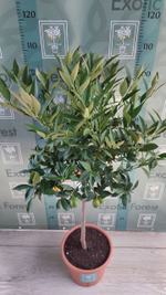Lemonquat