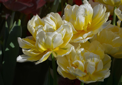 Тюльпан Флеминг Эвита Закупка М78 сентябрь 2026