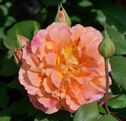 Пур Ламур Дюн Шато (Pour L'amour D'un Chateau)