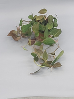 Филодендрон Скандерс миканс 11/20