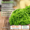 ФАНЛИ семена салата (Syngenta | Alexagro)