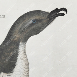 Зепп Ян Кристиан. Мэнский буревестник. Гравюра на меди, акварель. Амстердам. 1809 г.