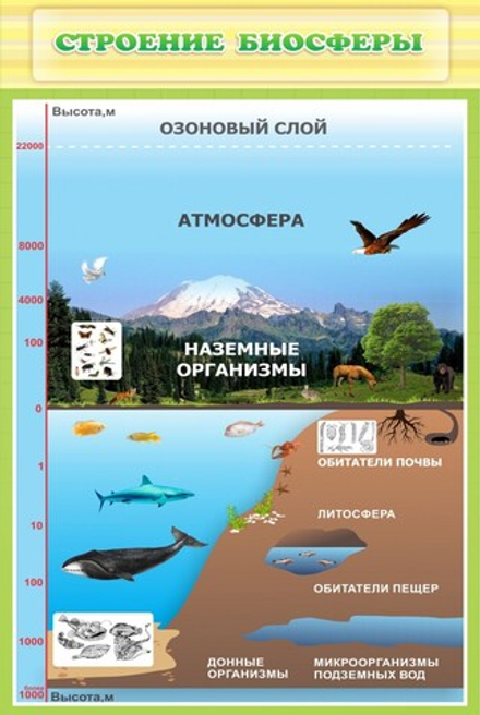 Стенд "Строение биосферы"