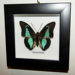 Бабочка Prepona laertes в рамке