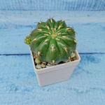Matucana Polzii (Матукана)