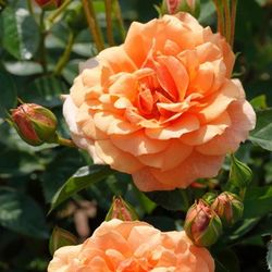 Скайлайн (Skyline)