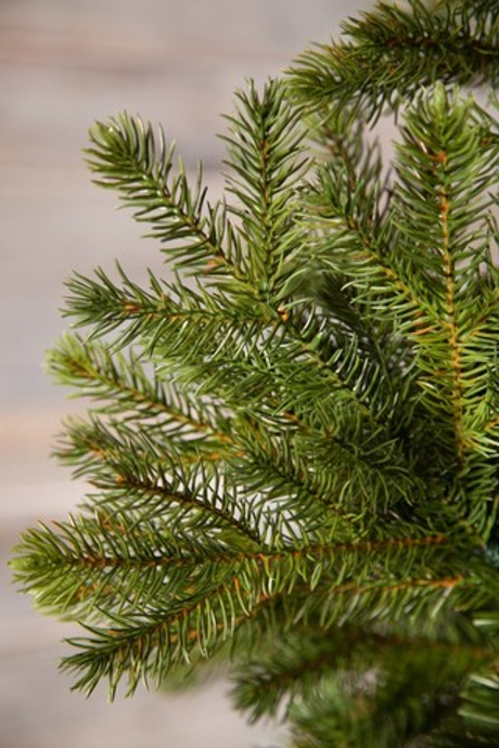 Можжевельник 155см зеленая Triumph Tree