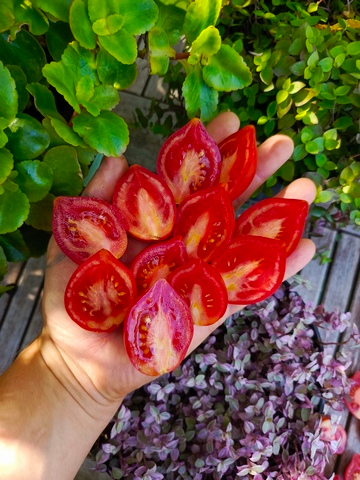 Вишня Ферранезе (Ciliegia Ferranese) сорт томата