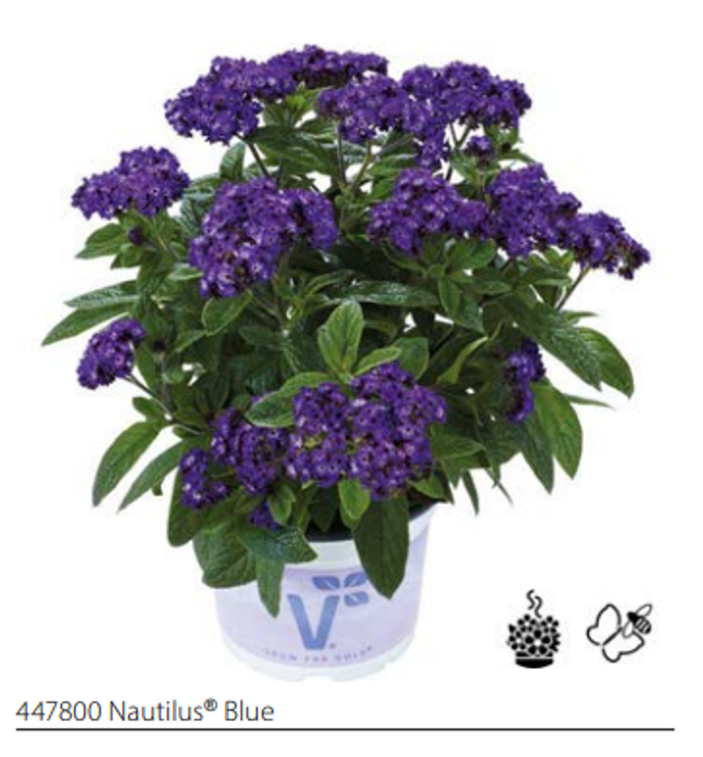 ЕВРО Гелиотроп Nautilus® Blue укорененный черенок ОКС февраль 26 Volmary