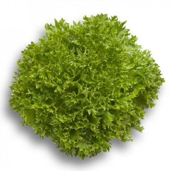 ЭКСПЕРТАЙЗ семена салата Rijk Zwaan цена – фото 5