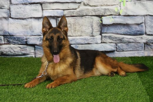 ИЛИККА Из Поместья Боговик 08.05.2025 д.р. - подробнее...→