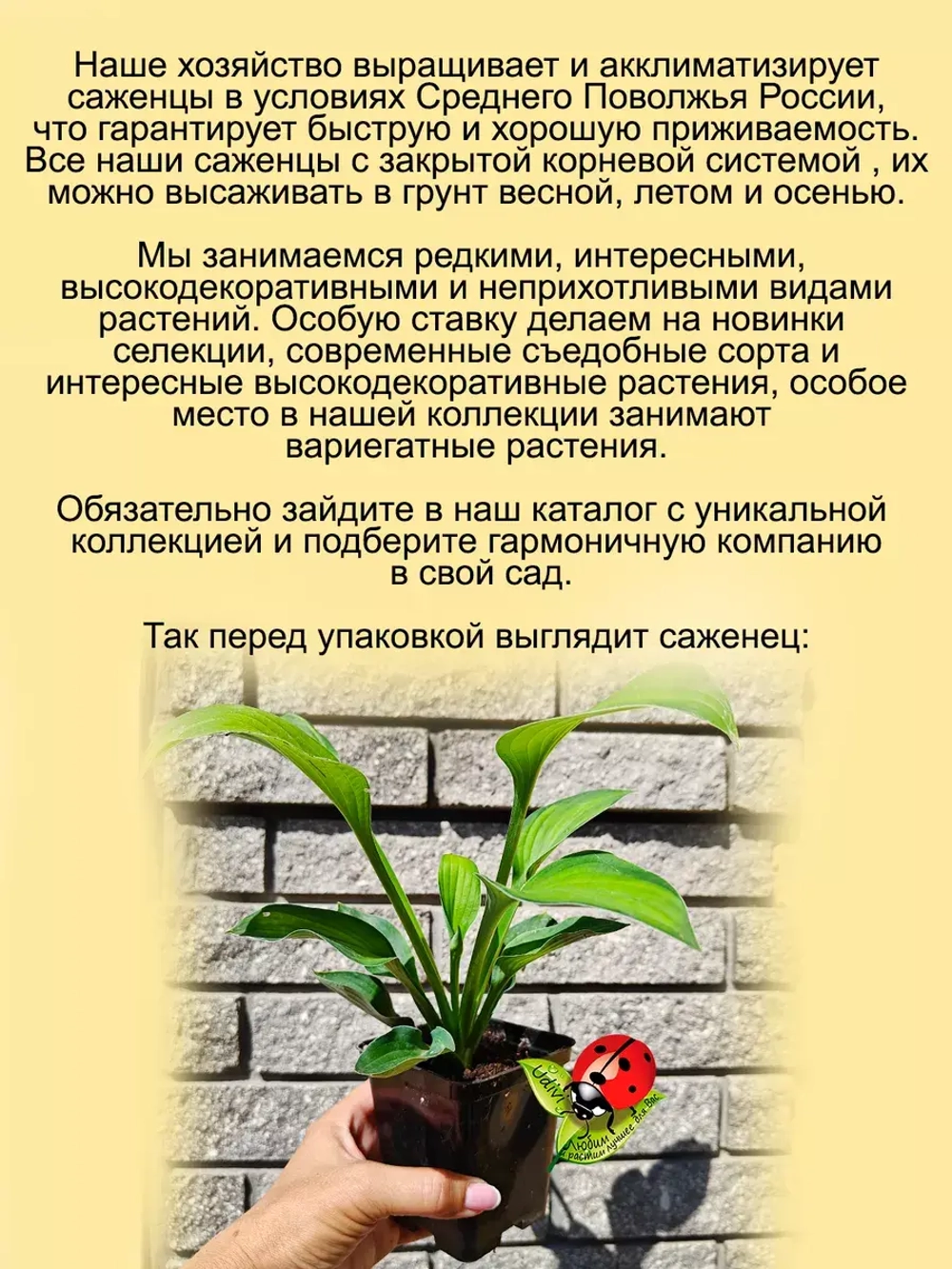 Хоста Голден Стандарт золотая желтая