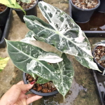 Алоказия PINK DRAGON WHITE VAR