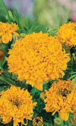 Семена Бархатцы прямостоячие Лимонный Принц 0,15 гр (УД) Е/П