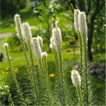 Лиатрис колосковый "Alba". Liatris spicata "Alba".
