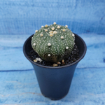 Astrophytum Asterias (Астрофитум)
