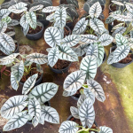 Алоказия SILVER DRAGON