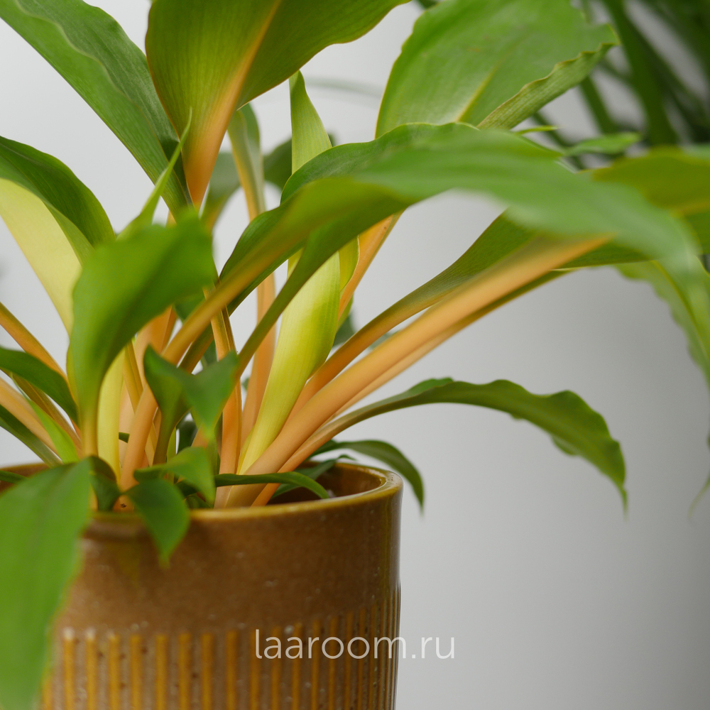 Хлорофитум Грин Оранж 12/40