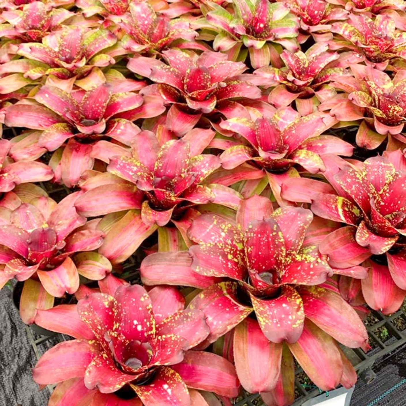 Неорегелии по 3000 руб из нашего предзаказа