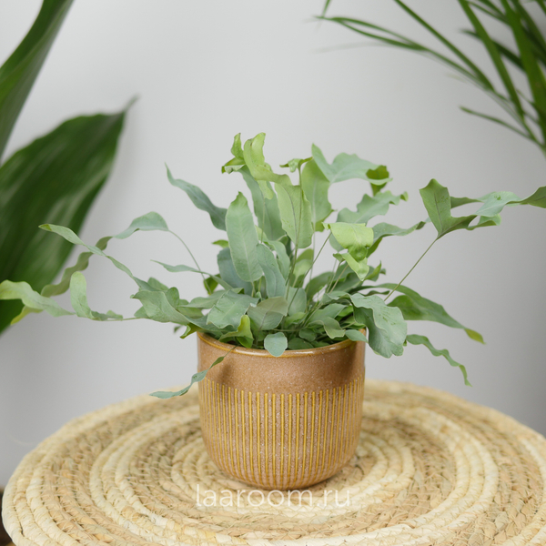 Флебодиум Блю Стар 9/15