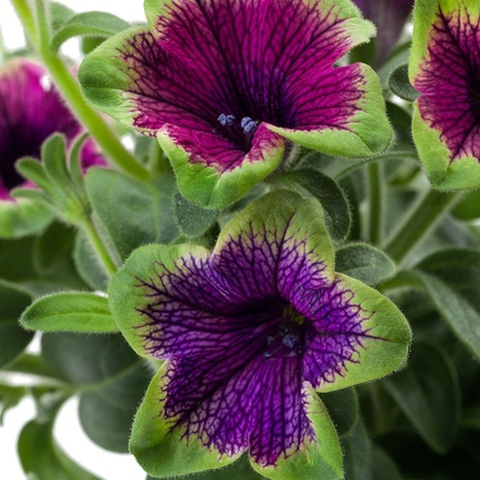 Петуния Tea Purple Vein Green Edge. ОКС укорененный черенок. Под заказ