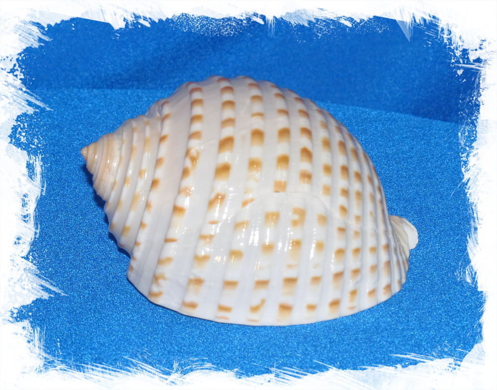 Ракушка Тонна Тесселлата