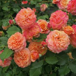 Ла Вилла Котта (La Villa Cotta)