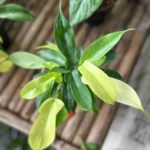 Филодендрон FLORIDA GHOST MINT (В38)