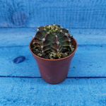 Gymnocalycium Friedrichii (Гимнокалициум)