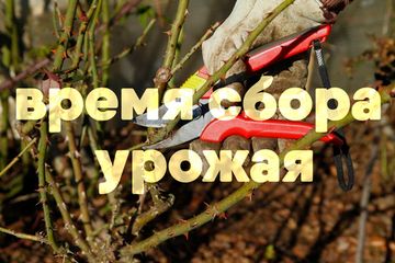 Как определить время сбора урожая?