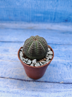 Euphorbia Obesa (Эуфорбия)