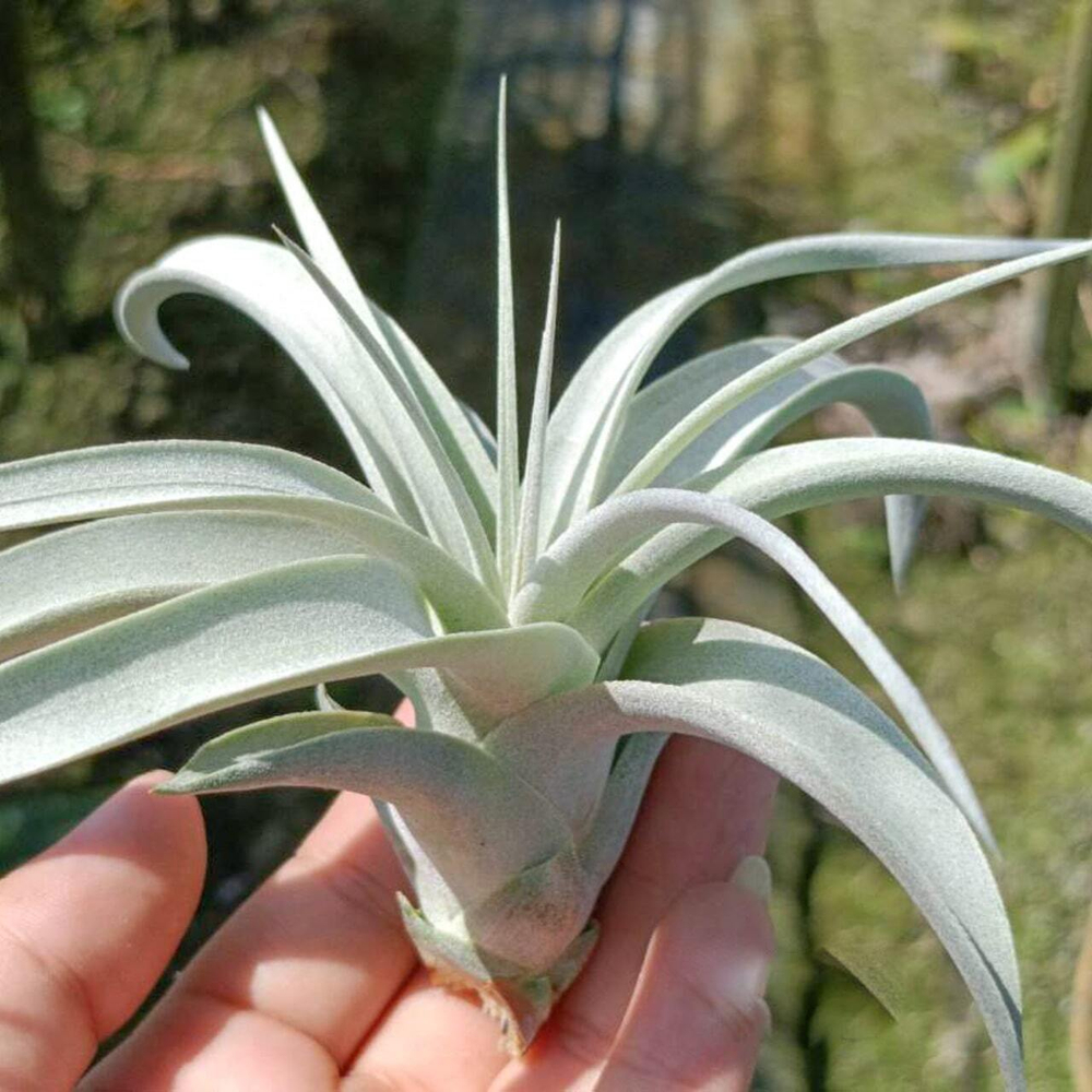 Тилландсия xerographica pup