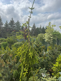 Ель обыкновенная Инверса С5 20-30 см Закупка М49 весна 2026