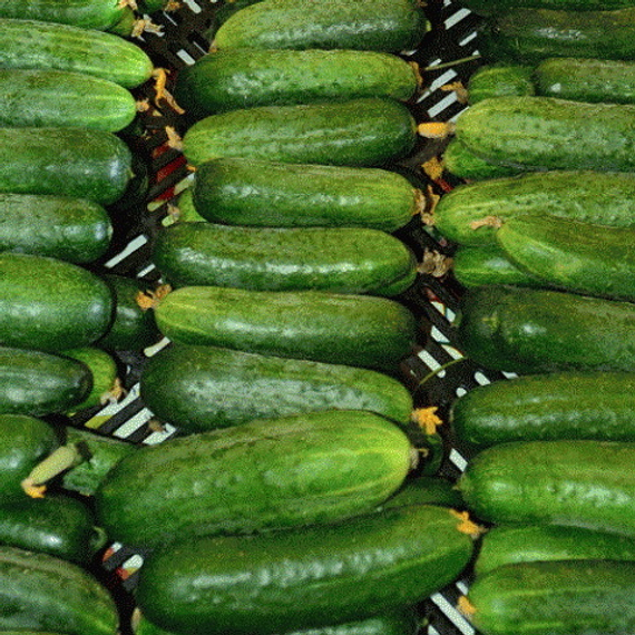 Герман F1 семена огурца (Seminis / ALEXAGRO) культура – фото 9